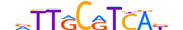 ATF4.H14CORE.1.S.B reverse-complement motif logo (ATF4 gene, ATF4_HUMAN protein)
