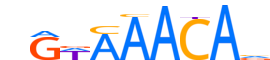 FOXO1.H14CORE.0.PS.A reverse-complement motif logo (FOXO1 gene, FOXO1_HUMAN protein)