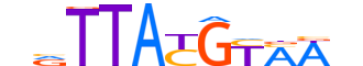 HLF.H14CORE.1.SM.B motif logo (HLF gene, HLF_HUMAN protein)