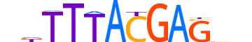 HXA13.H14CORE.1.SM.B motif logo (HOXA13 gene, HXA13_HUMAN protein)