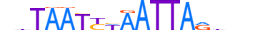 ARX.H14CORE.0.S.B motif logo (ARX gene, ARX_HUMAN protein)