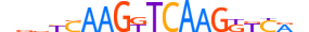 NR6A1.H14CORE.2.SM.B motif logo (NR6A1 gene, NR6A1_HUMAN protein)