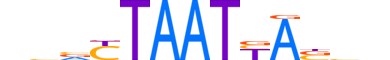 EVX2.H14INVITRO.0.SM.B motif logo (EVX2 gene, EVX2_HUMAN protein)