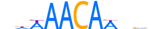 FOXE1.H14INVITRO.1.S.C reverse-complement motif logo (FOXE1 gene, FOXE1_HUMAN protein)