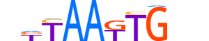 HMX1.H14INVITRO.0.SM.B motif logo (HMX1 gene, HMX1_HUMAN protein)