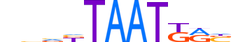 HXB8.H14INVITRO.0.PSM.A motif logo (HOXB8 gene, HXB8_HUMAN protein)