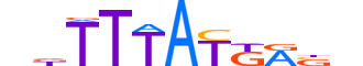 HXD13.H14INVITRO.0.PS.A motif logo (HOXD13 gene, HXD13_HUMAN protein)