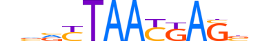 LHX6.H14INVITRO.2.M.C motif logo (LHX6 gene, LHX6_HUMAN protein)