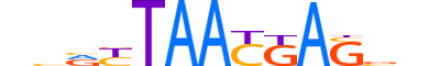 LHX8.H14INVITRO.1.M.C reverse-complement motif logo (LHX8 gene, LHX8_HUMAN protein)