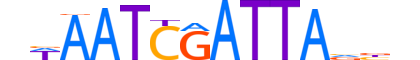 PAX7.H14INVITRO.1.S.B motif logo (PAX7 gene, PAX7_HUMAN protein)