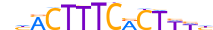 PRDM1.H14INVITRO.1.PS.A reverse-complement motif logo (PRDM1 gene, PRDM1_HUMAN protein)