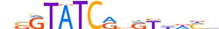 SIX2.H14INVITRO.1.M.C reverse-complement motif logo (SIX2 gene, SIX2_HUMAN protein)