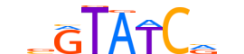 SIX2.H14INVITRO.2.SM.B reverse-complement motif logo (SIX2 gene, SIX2_HUMAN protein)