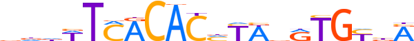 TBXT.H14INVITRO.0.PS.A reverse-complement motif logo (TBXT gene, TBXT_HUMAN protein)