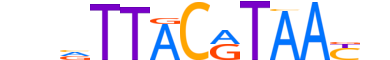 TEF.H14INVITRO.0.SM.B reverse-complement motif logo (TEF gene, TEF_HUMAN protein)