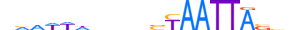 MSX2.H14INVITRO.1.SM.B motif logo (MSX2 gene, MSX2_HUMAN protein)