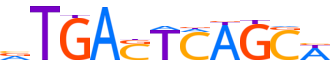 BACH2.H14INVIVO.0.P.B reverse-complement motif logo (BACH2 gene, BACH2_HUMAN protein)