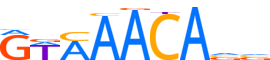 FOXO1.H14INVIVO.0.PS.A reverse-complement motif logo (FOXO1 gene, FOXO1_HUMAN protein)