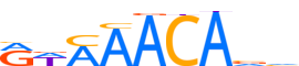 FOXP1.H14INVIVO.0.PS.A reverse-complement motif logo (FOXP1 gene, FOXP1_HUMAN protein)