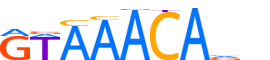 FOXP2.H14INVIVO.0.P.B reverse-complement motif logo (FOXP2 gene, FOXP2_HUMAN protein)