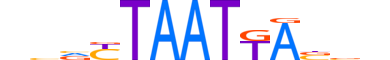 VAX2.H14INVIVO.0.SM.D reverse-complement motif logo (VAX2 gene, VAX2_HUMAN protein)