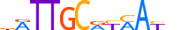 CEBPG.H14INVIVO.0.P.B motif logo (CEBPG gene, CEBPG_HUMAN protein)