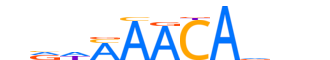 FOXO1.H14RSNP.0.PS.A reverse-complement motif logo (FOXO1 gene, FOXO1_HUMAN protein)