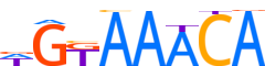FOXP1.H14RSNP.0.PS.A reverse-complement motif logo (FOXP1 gene, FOXP1_HUMAN protein)