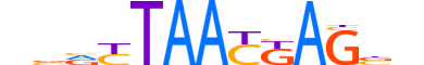 LHX6.H14RSNP.2.M.C motif logo (LHX6 gene, LHX6_HUMAN protein)