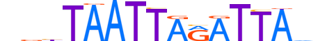 MIXL1.H14RSNP.0.SM.B motif logo (MIXL1 gene, MIXL1_HUMAN protein)