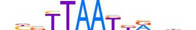 TLX3.H14RSNP.0.SM.B motif logo (TLX3 gene, TLX3_HUMAN protein)