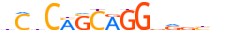 ZIC2.H14RSNP.0.P.D motif logo (ZIC2 gene, ZIC2_HUMAN protein)